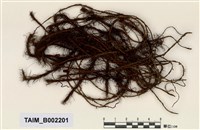 藏品(土馬騣)的圖片